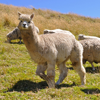 Alpacas